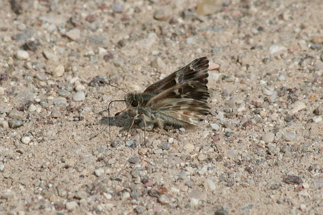 Carcharodus flocciferus? - S